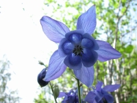 Collection\Beautiful Nature: Blue-Columbine-(Aquilegia-caerulea)