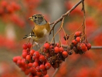 Collection\Beautiful Nature: Brambling-Bird-(Fringilla-montifringilla-on-red-berries-60