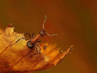 Collection\Beautiful Nature: Carpenter-Ant-on-leaf-69
