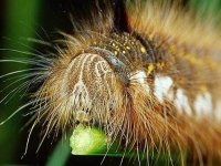 Collection\Beautiful Nature: Caterpillar-70