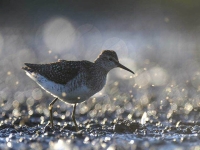 Collection\Beautiful Nature: Common-Greenshank-(Snip,--Tringa-nebularia)