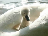 Collection\Beautiful Nature: Cygnet-79