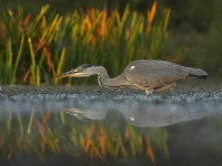 Collection\Beautiful Nature: Egret-Heron-fishing-(Ardeidae)