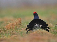 Collection\Beautiful Nature: European-Black-Grouse-(Lyrurus-tetrix)