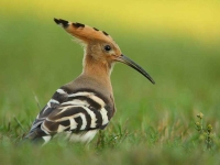 Collection\Beautiful Nature: European-Common-Hoopoe-(-Upupa-epops)