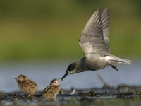 Collection\Beautiful Nature: Gull-feeding-chicks-59