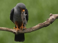 Collection\Beautiful Nature: Hawk-with-prey