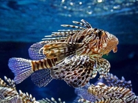 Collection\Beautiful Nature: Lionfish-(Dendrochirus-barberi)