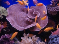 Collection\Beautiful Nature: Marine-Life-19