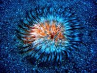 Collection\Beautiful Nature: Marine-Life-33