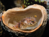 Collection\Beautiful Nature: Puffer-fish-in-sea-shell