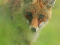 Collection\Beautiful Nature: Red-Fox-48
