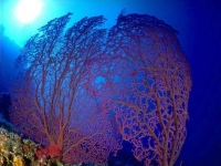 Collection\Beautiful Nature: Sea-Fans-2