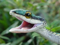 Collection\Beautiful Nature: Snake-head-80