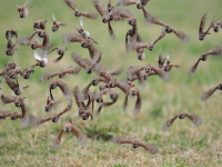 Collection\Beautiful Nature: Swarm-of-Birds-fleeing-42