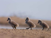 Collection\Beautiful Nature: Three-Ducklings-56