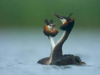 Collection\Beautiful Nature: Two-Grebes-62