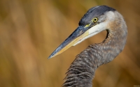 Collection\Msft\Birds: Great-Blue-Heron