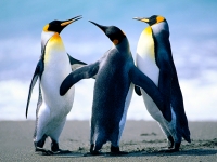 Collection\Msft\Birds: Penguins