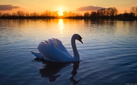 Collection\Msft\Birds: Swan-on-lake-at-sunset