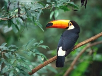 Collection\Msft\Birds: Toco-Toucan