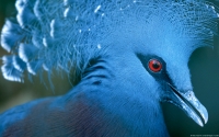 Collection\Msft\Birds: Victoria-Crowned-Pigeon