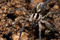 Collection\Msft\Insects: European-Wolf-Spider