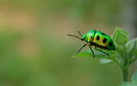 Collection\Msft\Insects: Green-Beetle