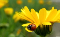 Collection\Msft\Insects: Ladybug-on-Flower-Petal