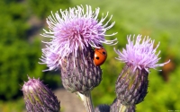 Collection\Msft\Insects: Ladybug-on-Thistle