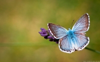 Collection\Msft\Insects: Provence-Chalk-hill-Blue-Butterfly