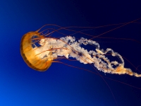 Collection\Msft\Invertibrae: Jellyfish