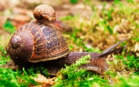 Collection\Msft\Invertibrae: Ride-of-small-snail-on-large-Brown-Snail