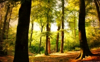 Collection\Msft\Landscapes: Beech-Tree-Forest-Wuppertal-Germany