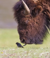 Collection\Msft\Mammals: American-Buffalo-(Bison-bison)-licks-bird
