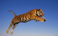 Collection\Msft\Mammals: Bengal-Tiger-jumping-(Panthera-tigris)