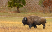 Collection\Msft\Mammals: Buffalo-(Bison-bison)
