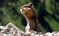 Collection\Msft\Mammals: Chipmunk-(Tamias)