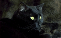 Collection\Msft\Mammals: Domestic-black-Cat-(Felis-catus)