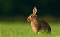 Collection\Msft\Mammals: European-Brown-Bunny-(Oryctolagus-cuniculus)