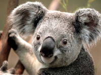Collection\Msft\Mammals: Koala-(Giraffa-camelopardalis)