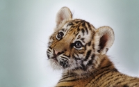Collection\Msft\Mammals: Tiger-cub-(Panthera-tigris)