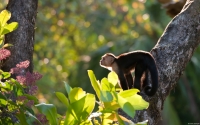 Collection\Msft\Mammals: White-headed-Capuchin-Monkey-(Cebus-capucinus)