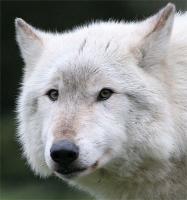 Collection\Msft\Mammals\Wolf: Face-of-Artic-Wolf