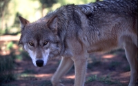 Collection\Msft\Mammals\Wolf: Wolf-Prowling-(Canis-lupus)