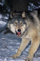 Collection\Msft\Mammals\Wolf: Wolf-growling-(Canis-lupus)