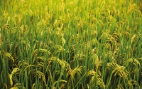 Collection\Msft\Plants\Agriculture: Rice-Plants