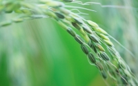 Collection\Msft\Plants\Agriculture: Rice-Seeds