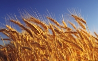 Collection\Msft\Plants\Agriculture: Wheat