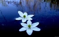 Collection\Msft\Plants: Aquatic-Flowers